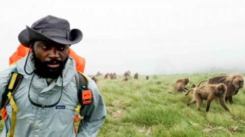 Mario Rigby surrounded by hundreds of Gelaba Baboons on the Simien Mountains.