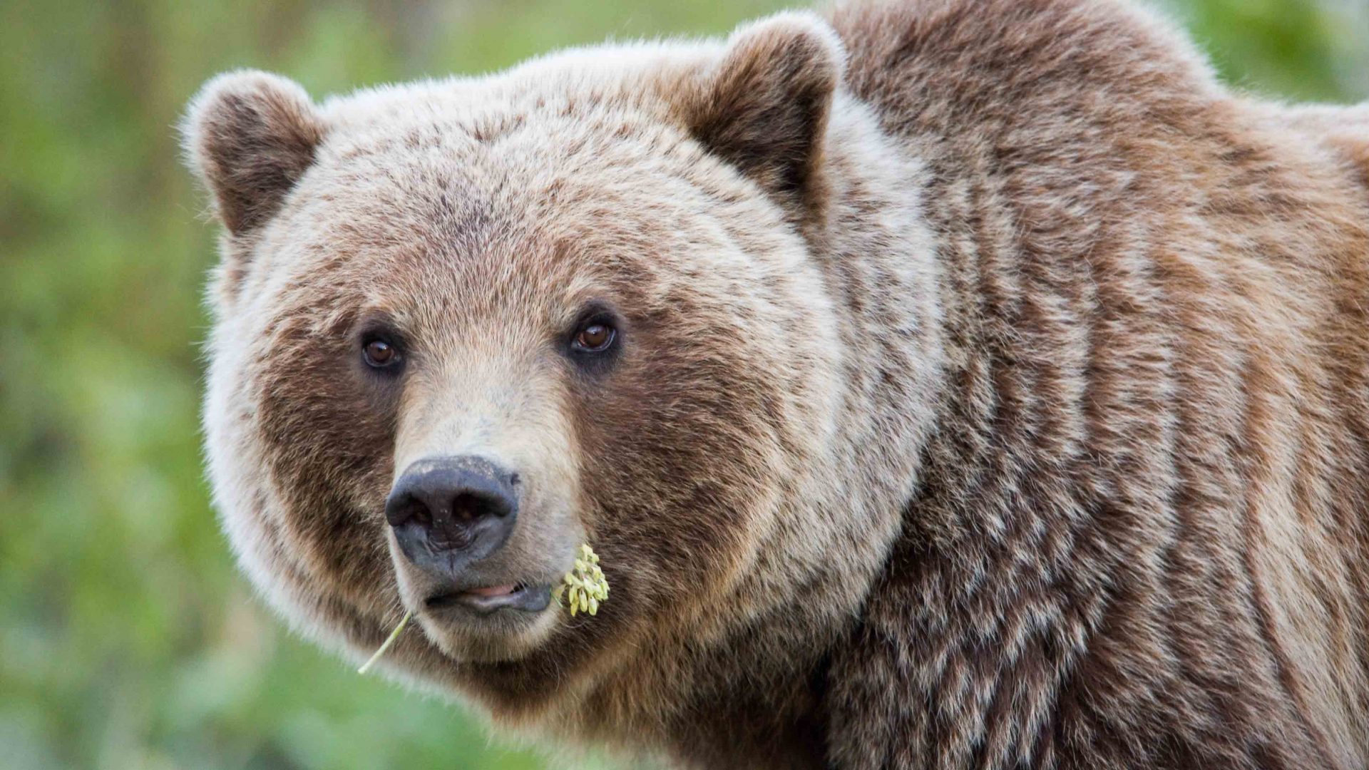 A grizzly bear spotted in the Yukon.