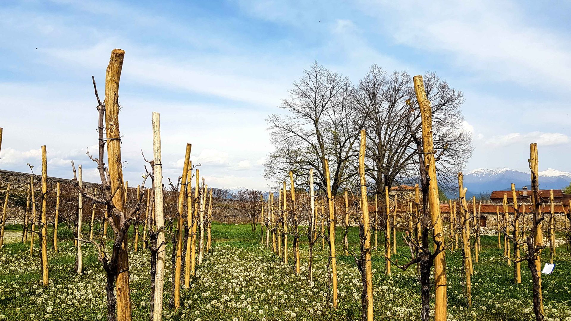 A vineyard of Saperavi grapes in Georgia.