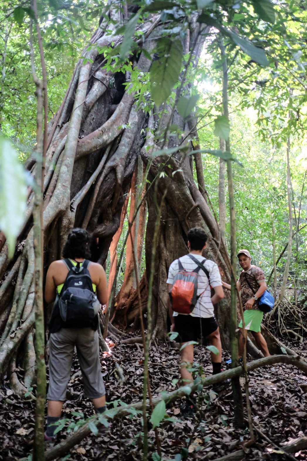 Ancient trees in Khao Sok National Park, southern Thailand.