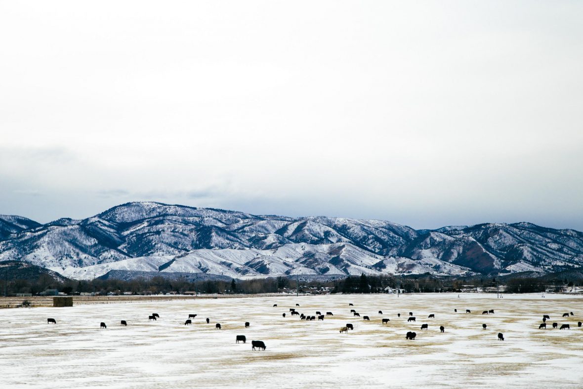 Cattle graze in the snow of Fort Collins, USA.