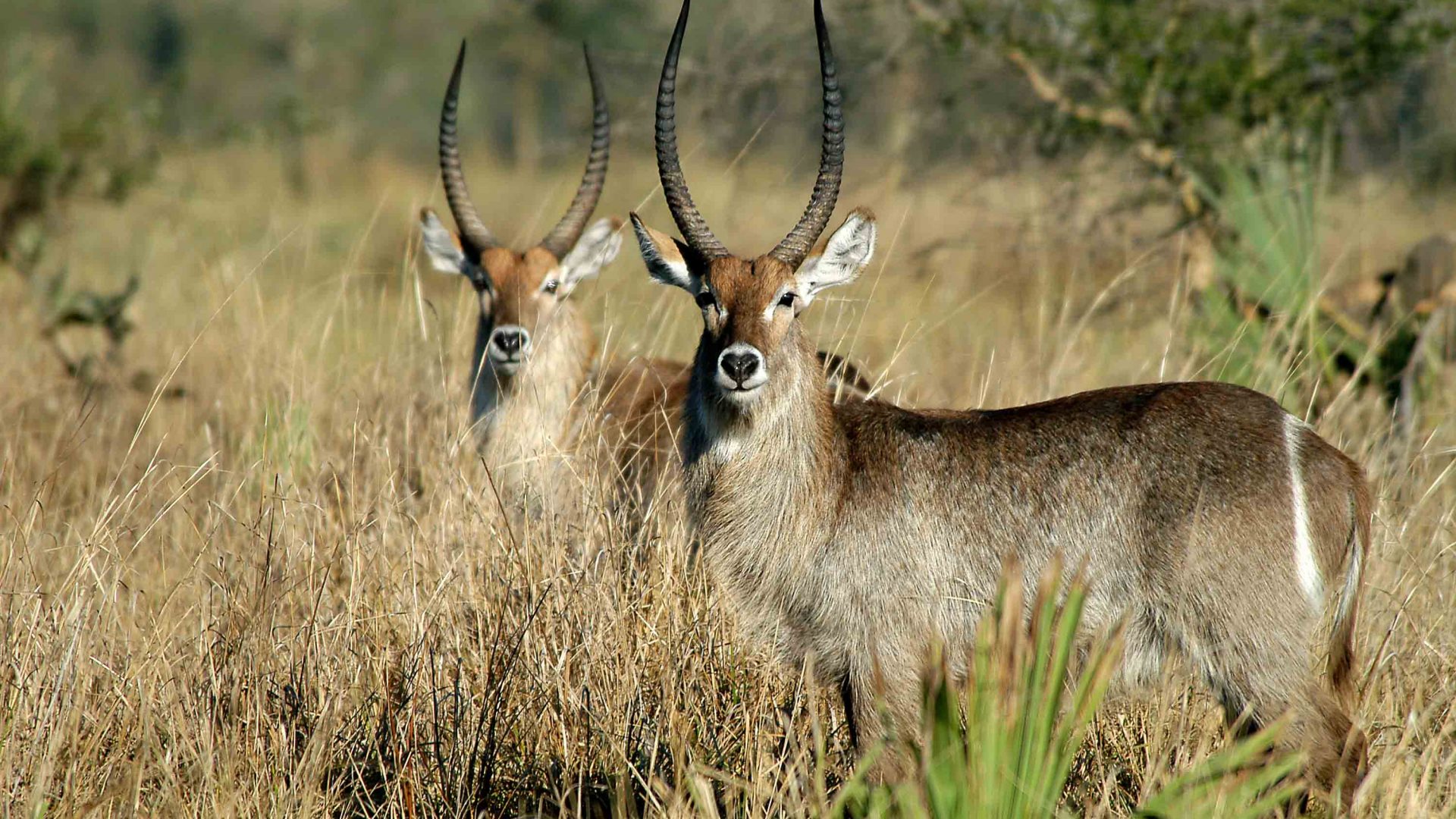Wildlife is abundant at Liwonde National Park, Malawi.