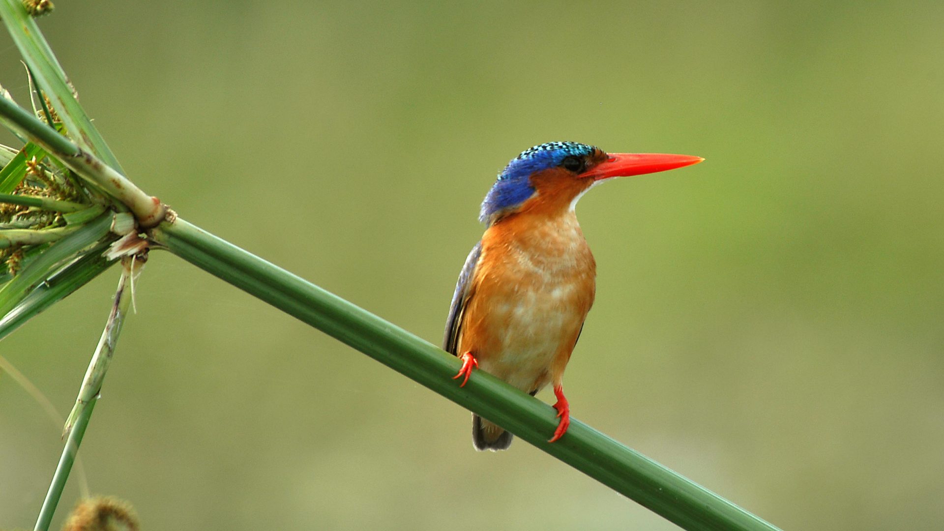 A bird in Liwonde National Park, Malawi.