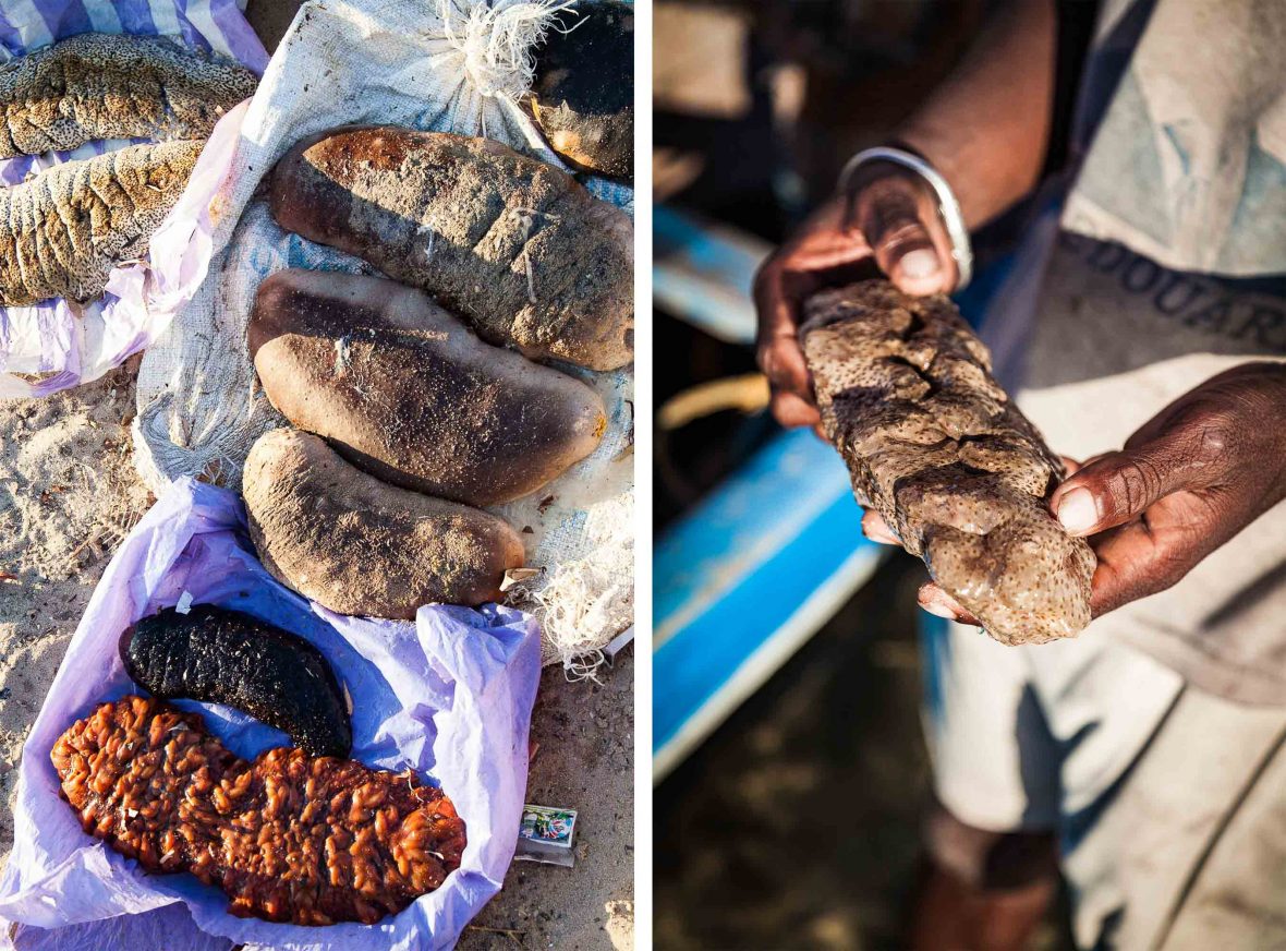 Sea cucumbers from the ocean floor are a delicacy in East and Southeast Asia.