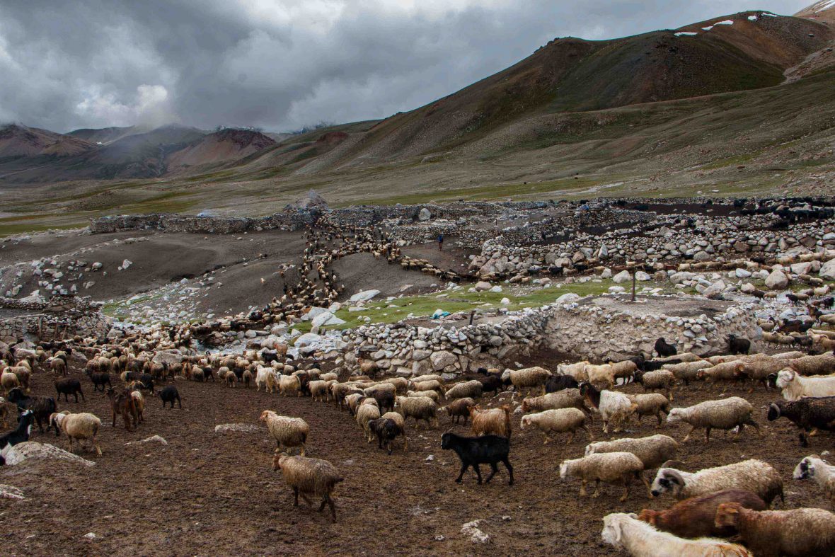 In harsh and inclement weather conditions—subject to the whims of the sun, wind and snow—shepherdesses take care of over 1,000 cattle, sheep, goats and yaks.