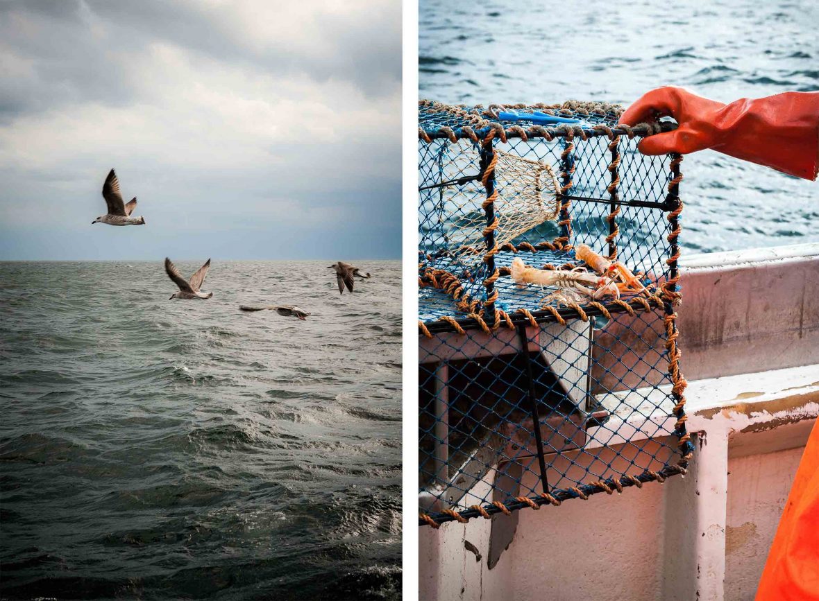 Left: Seagulls wait for scraps of food above the sea in West Sweden; Right: A few handfuls of langoustines makes a good catch.