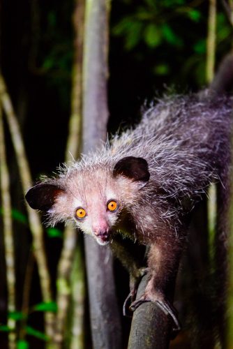 In search of Madagascar’s creepy, cute, elusive aye-aye | Adventure.com