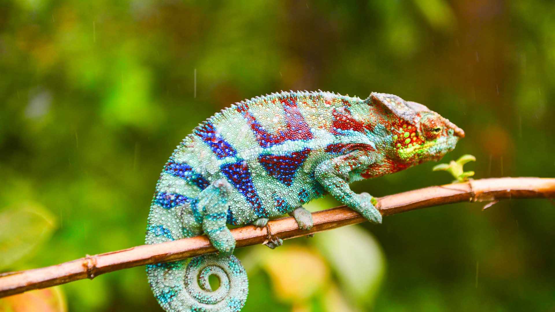A chameleon near the village of Vohimana, Madagascar.