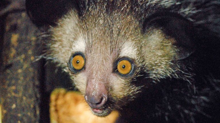 In search of Madagascar’s creepy, cute, elusive aye-aye | Adventure.com