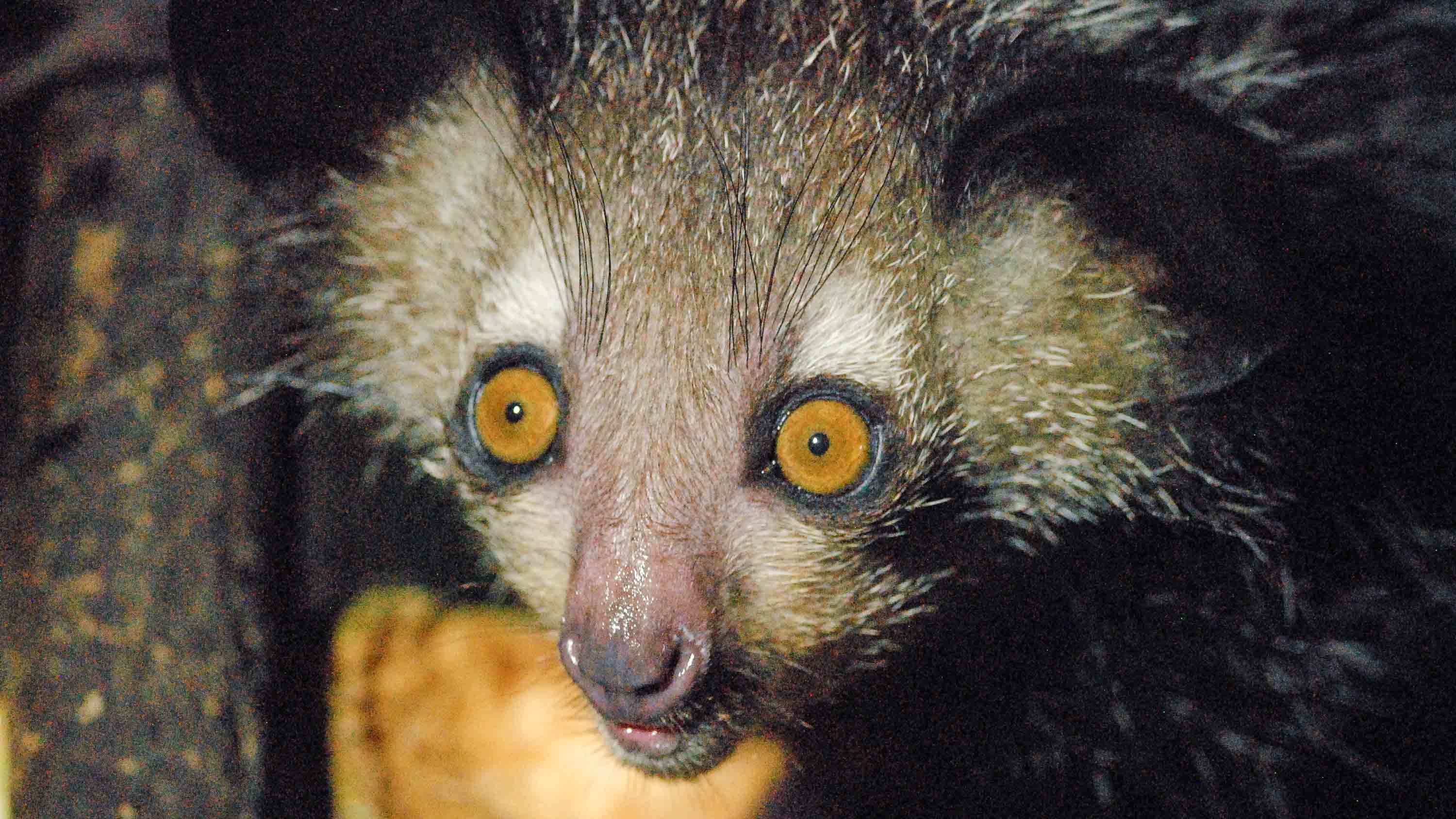 In search of Madagascar's creepy, cute, elusive aye-aye 