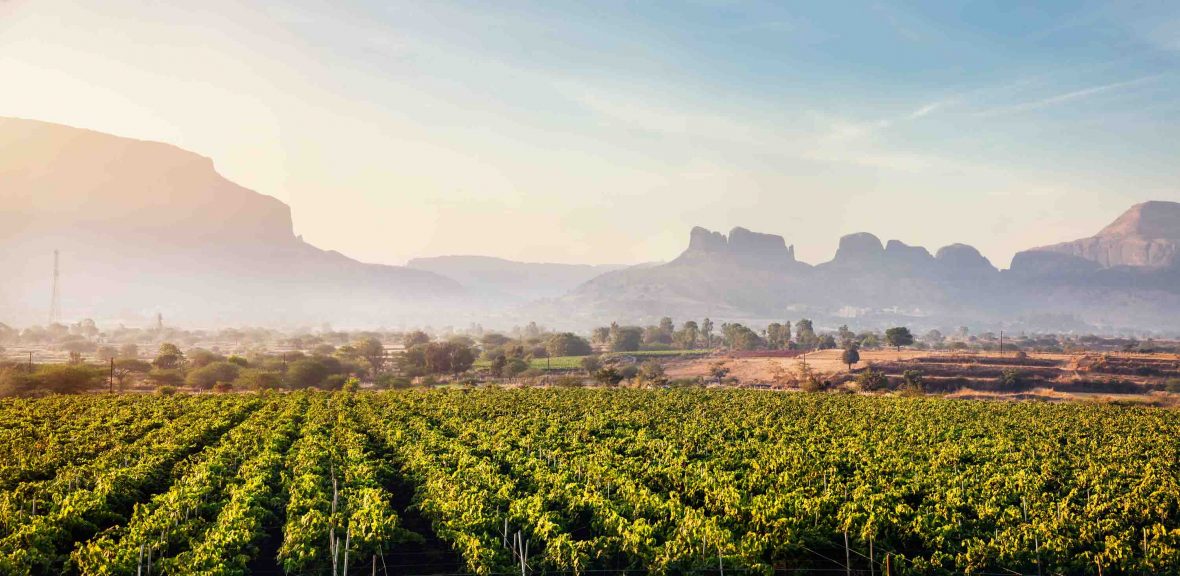 Nashik, in India's Maharashtra region, has become the unlikely destination for the world's oenophiles.