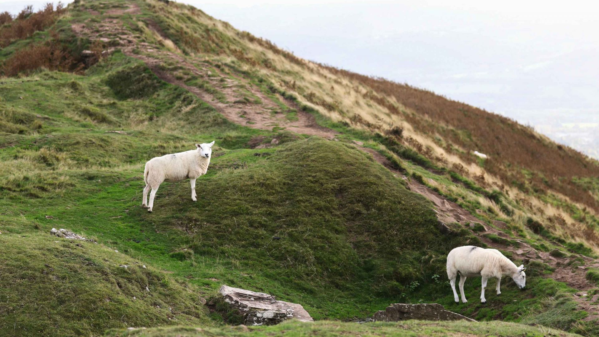 Sheep graze peacefully in the Hebrides, Scotland.