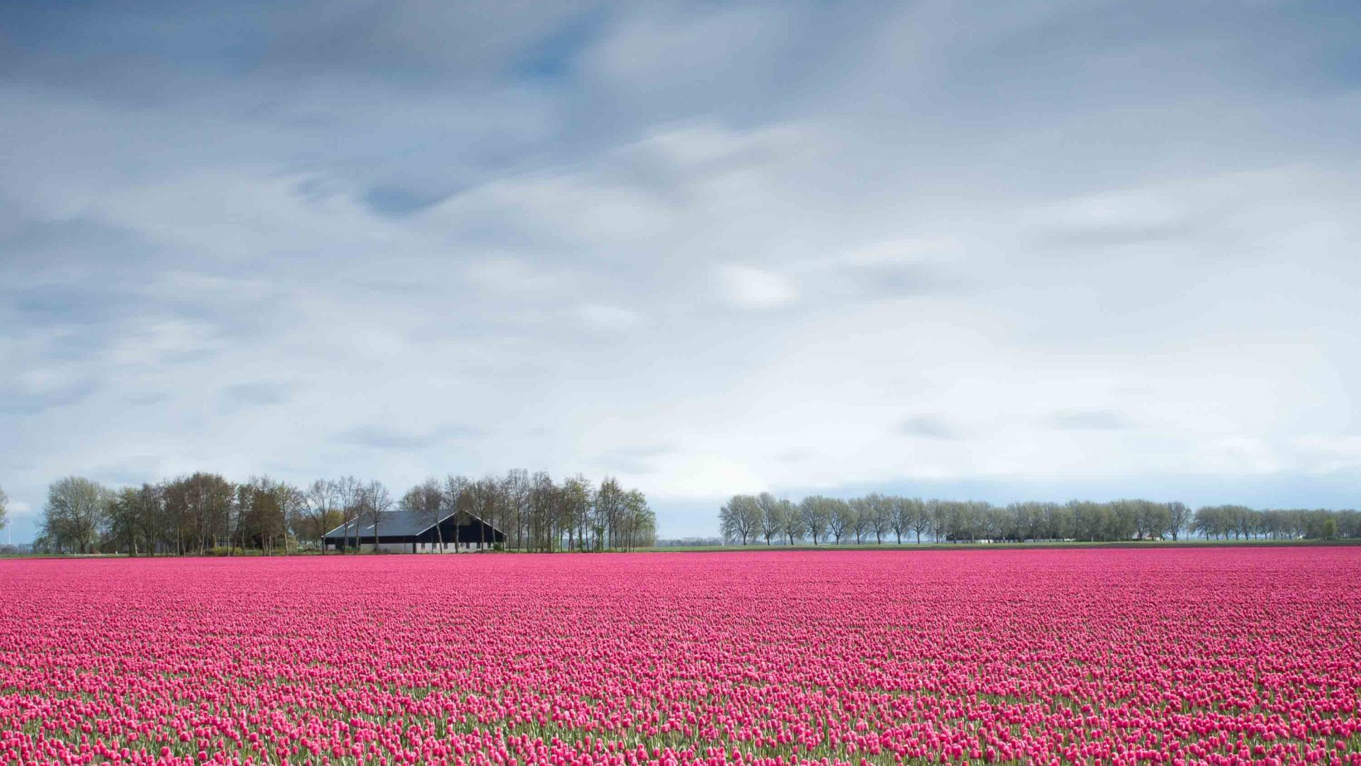 The pink flowers bring this field in Lelystad in the Netherlands to life.