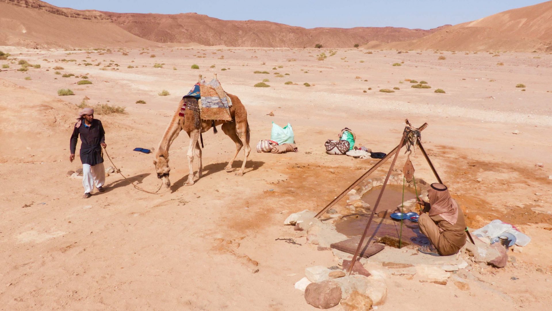 Harboush the camel re-hydrates at a well in the Sinai desert.