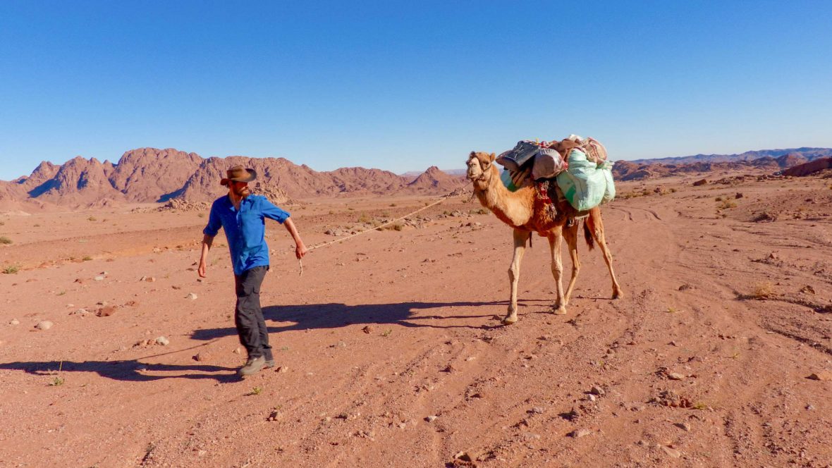 Leon leads Harboush the camel through the Southern Sinai desert, accompanied by two Bedouin.