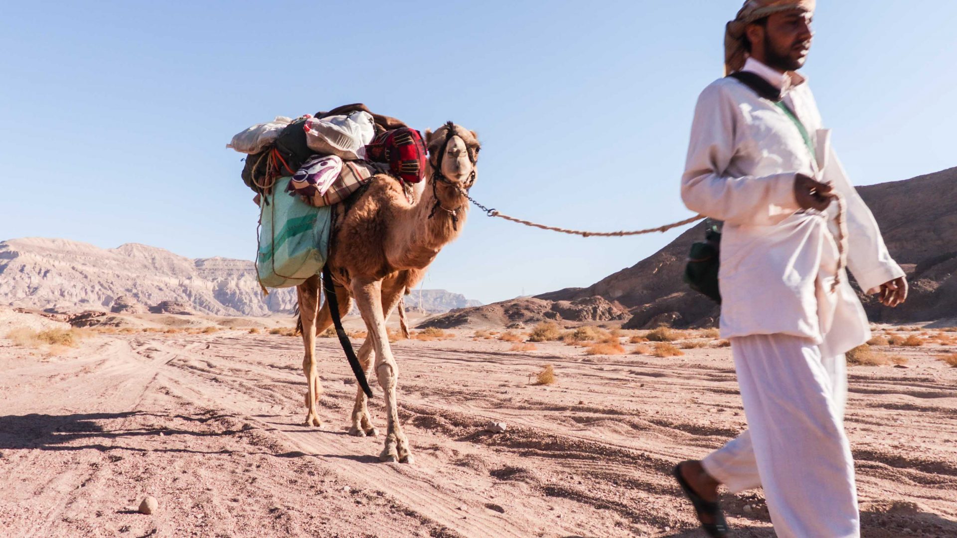 A beginner’s guide to the art of shopping for a camel | Adventure.com