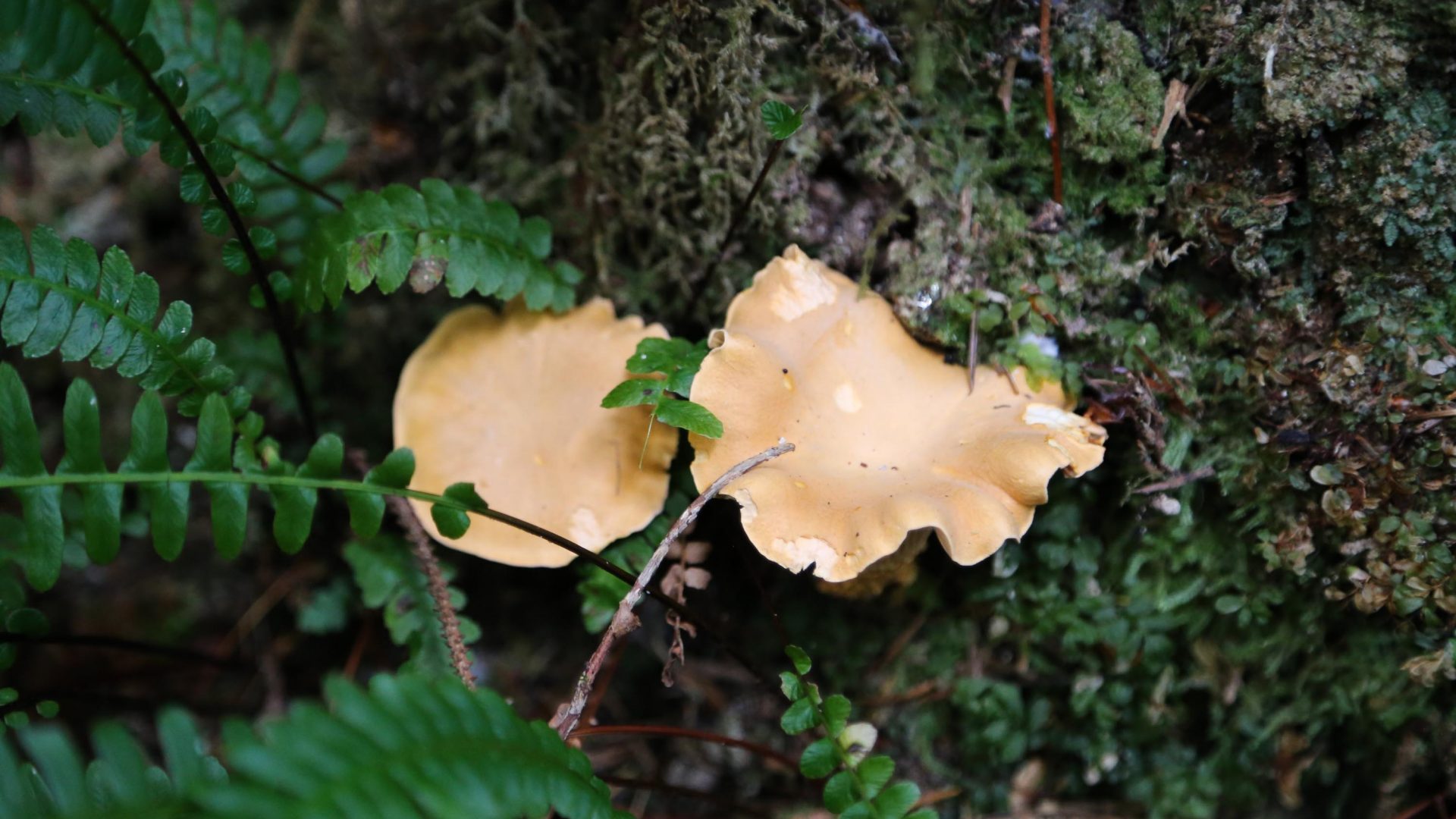A pair of chanterelles waiting to be plucked from the ground on Vancouver Island.