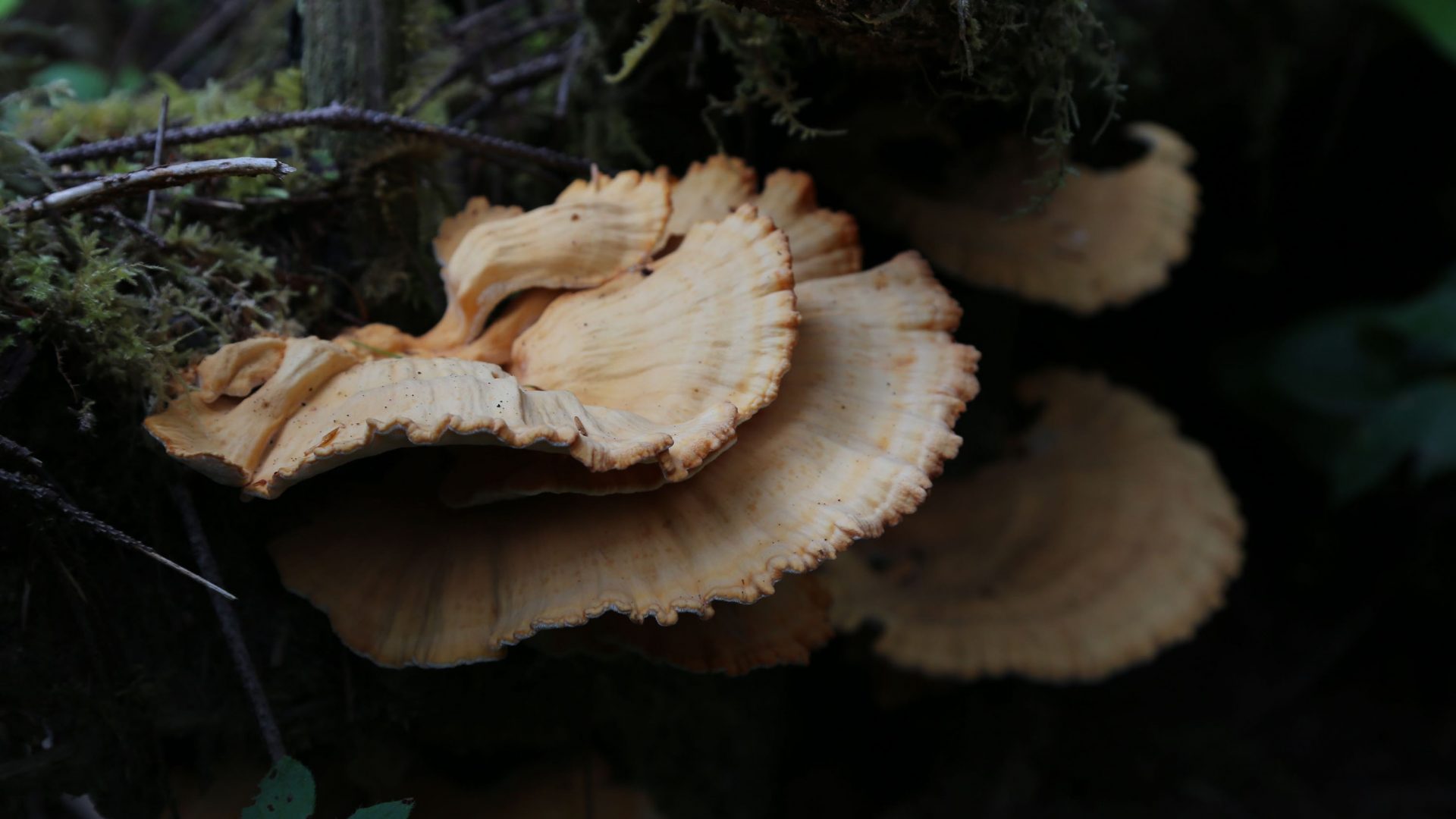 Chicken of the woods mushrooms sprout from the side of a mossy stump in the forests of Vancouver Island.