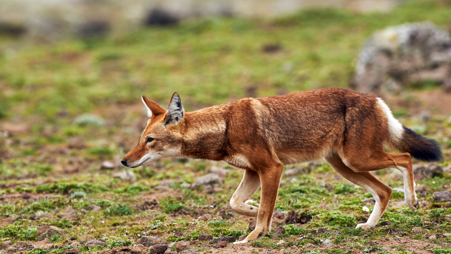 An Ethiopian wolf in the Bale Mountains.