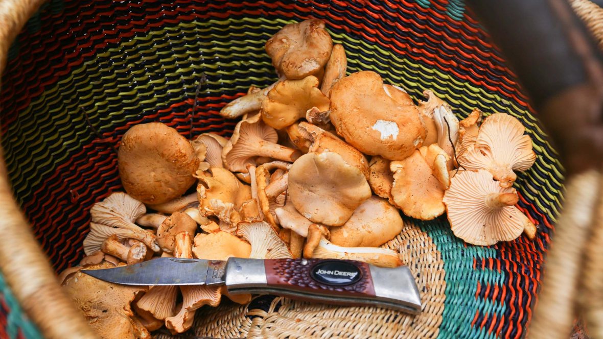 Foraging for golden mushrooms on Vancouver Island