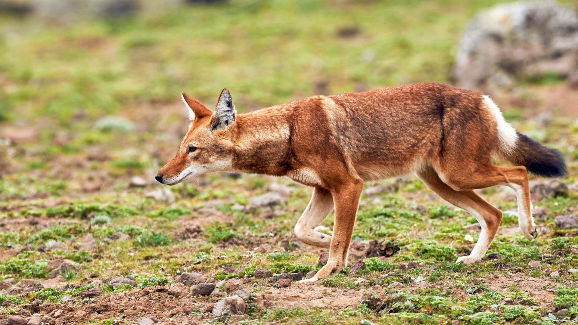 In search of the rare Ethiopian wolf on the rooftop of Africa