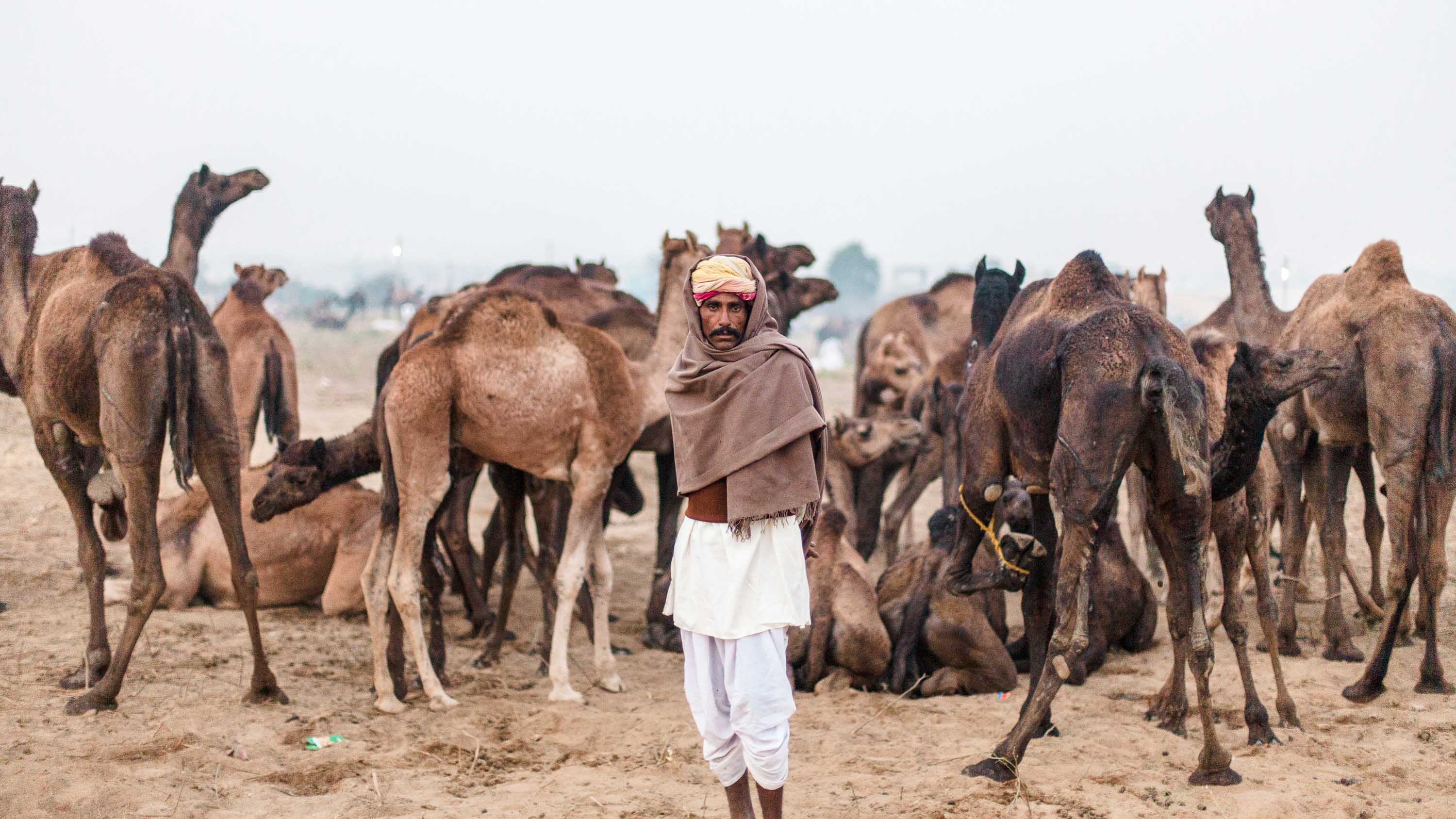 camel safari pushkar price