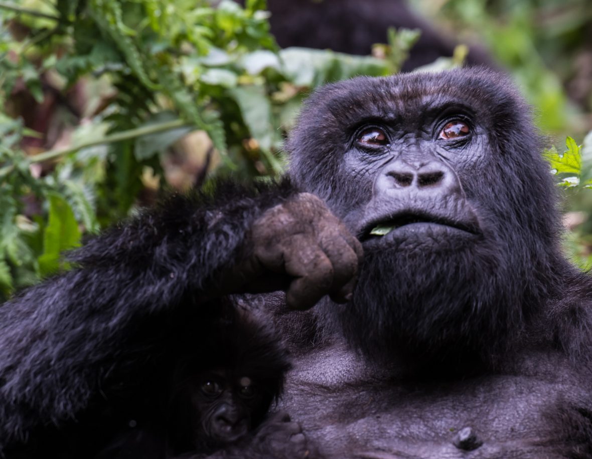 A gorilla in Volcanoes National Park, Rwanda.