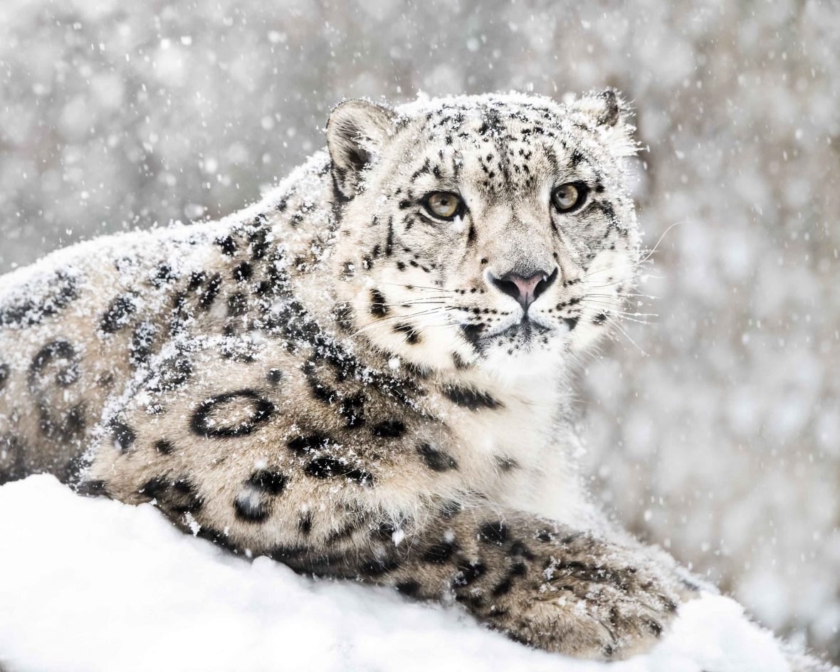 Frontal portrait of a snow leopard in a snow storm.