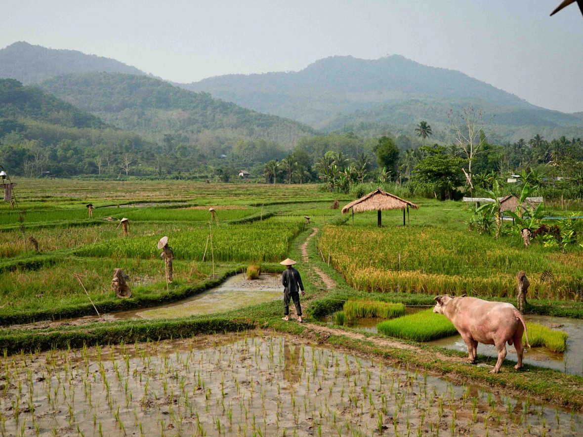 The lush green rice fields of Laos.