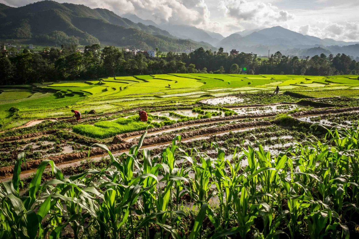 The terraced rice fields of Panauti, Nepal.