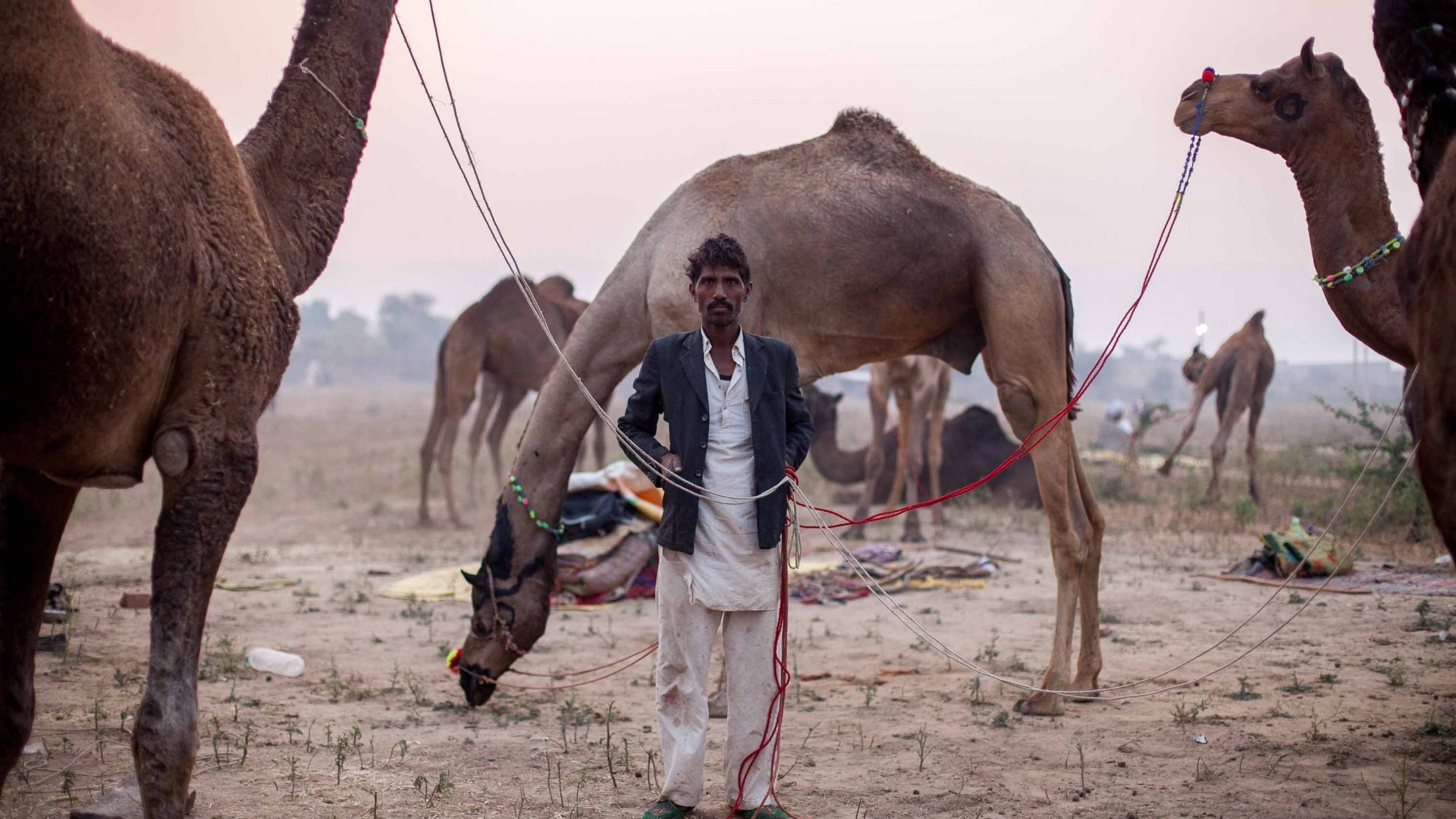 A herder and his camels at Pushkar Camel Fair.