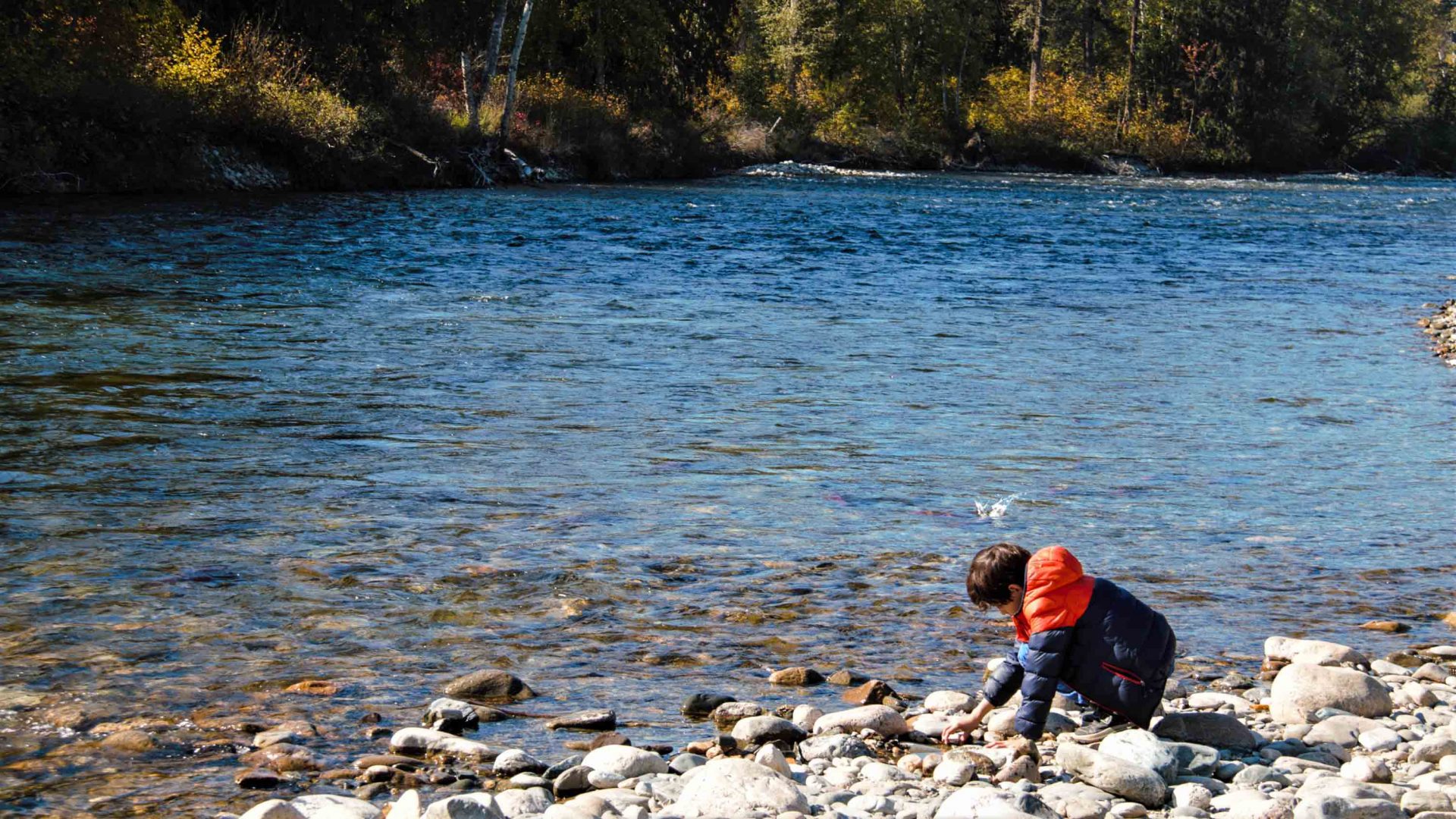A child plays on the banks while sockeye salmon make their way upstream.