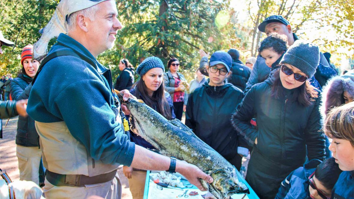 British Columbia's Sockeye Bizarre, Beautiful Salmon Run | Adventure.com