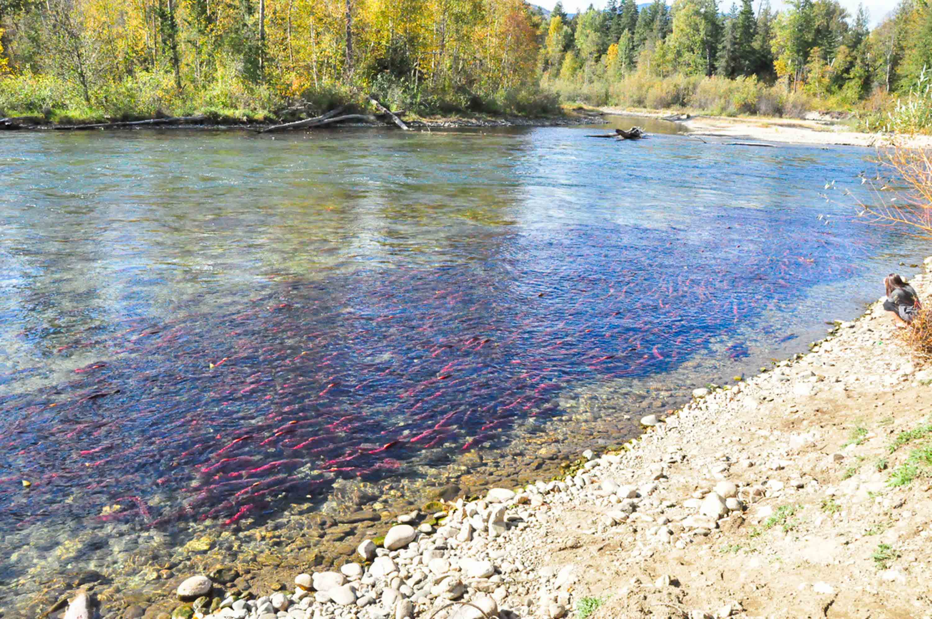 British Columbia's sockeye bizarre, beautiful salmon run