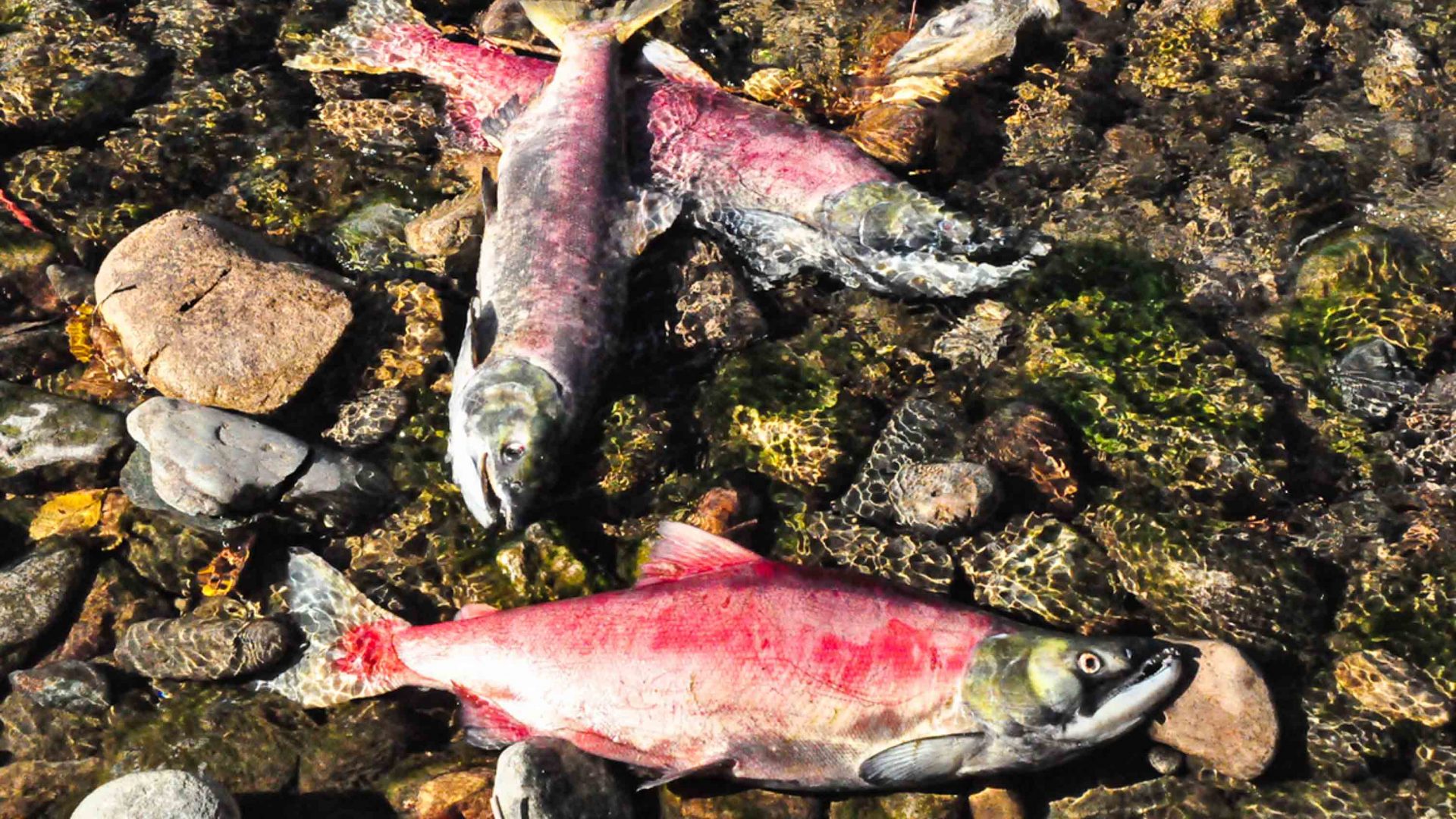Sockeye salmon that didn't make the distance found in the Adams River.