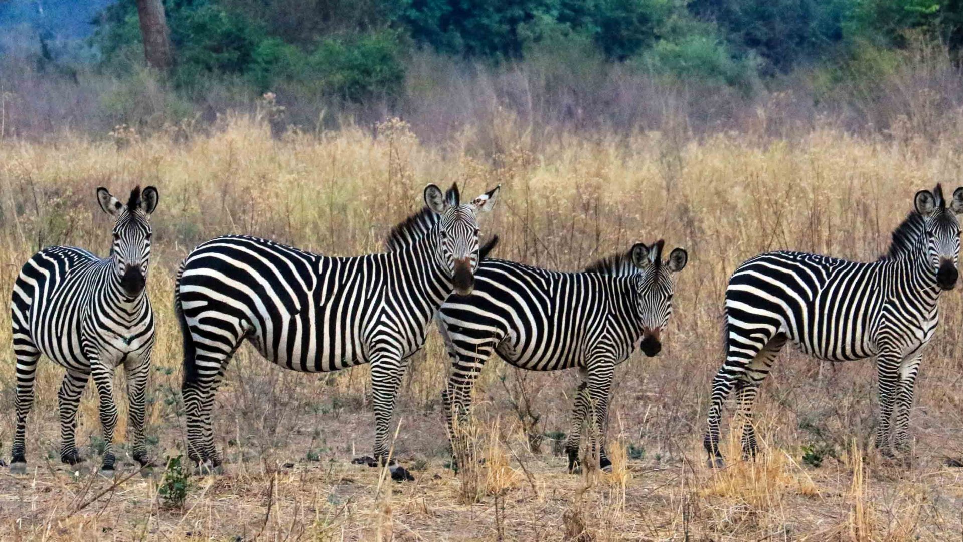 A dazzle of zebra in South Luangwa National Park.