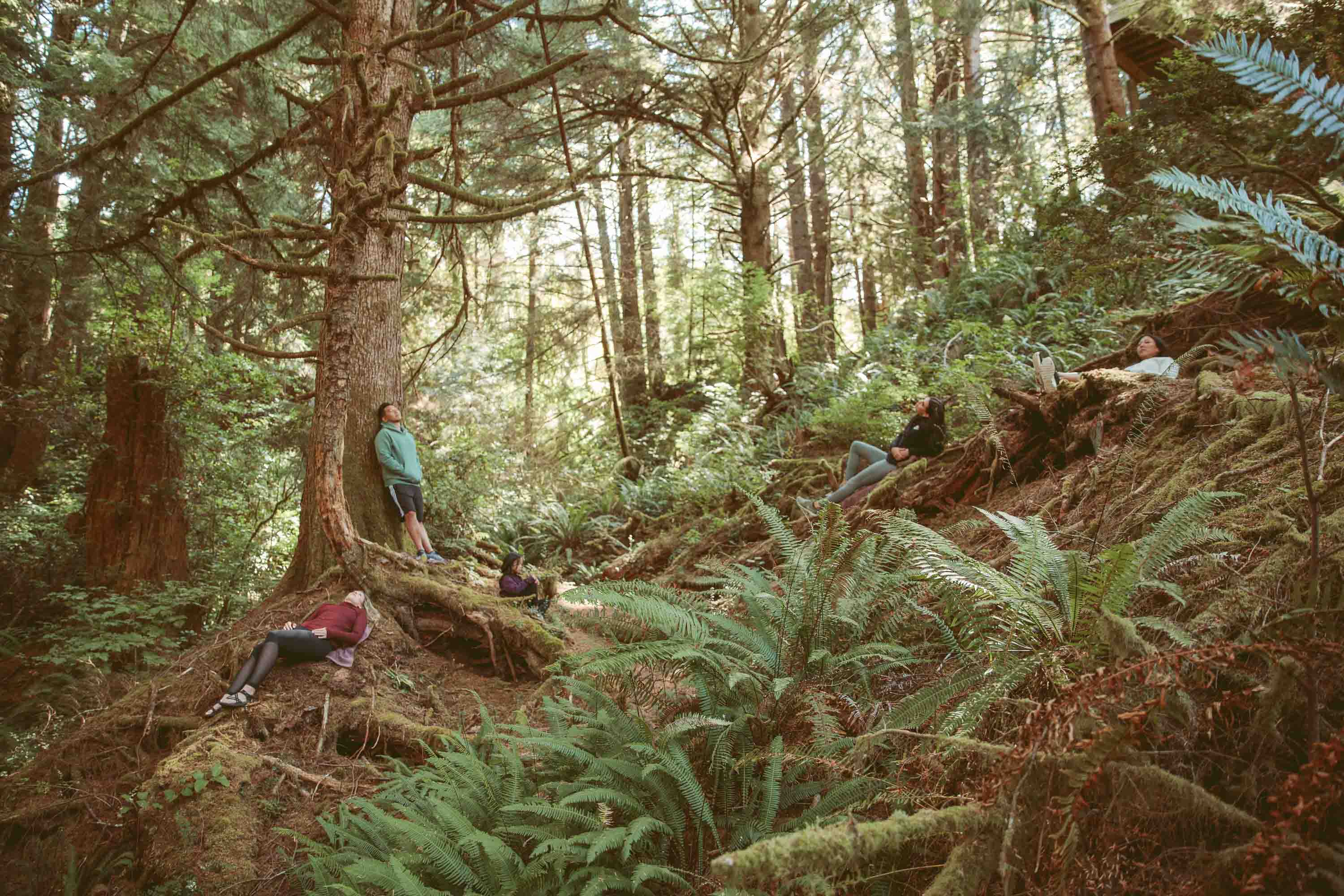 What on earth is forest bathing, and how can it help us?