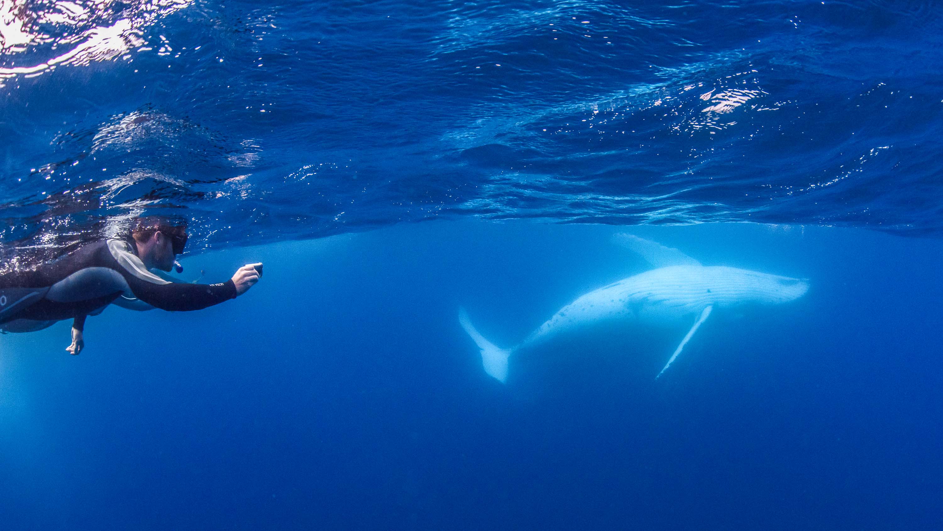 Swimming With Humpback Whales