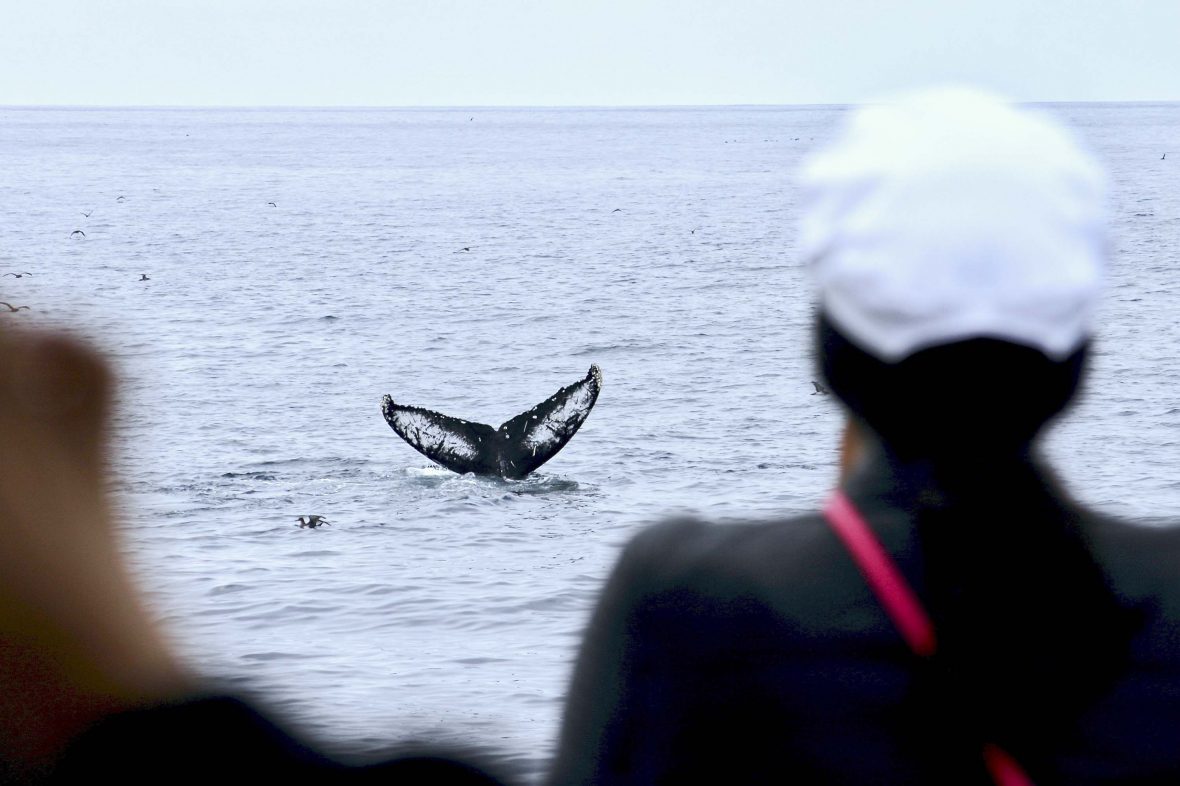 Tourists watch a humpback whale from a boat.