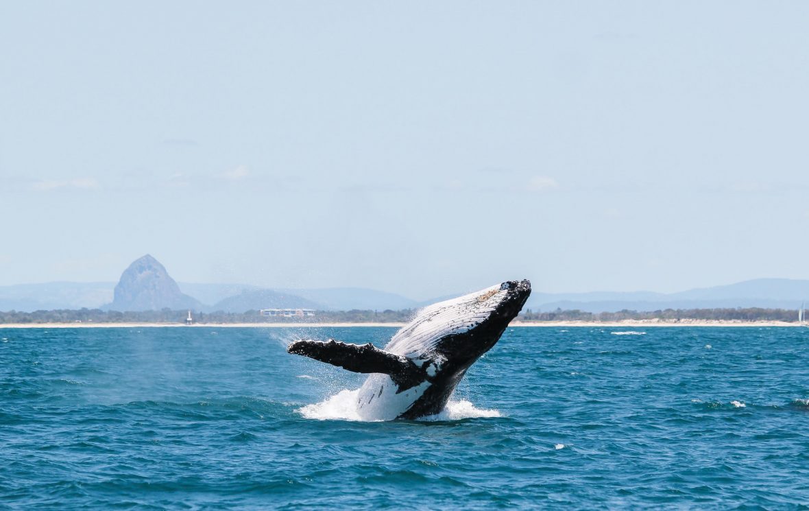 A whale breaching in front of the Glasshouse Mountains of Australia.
