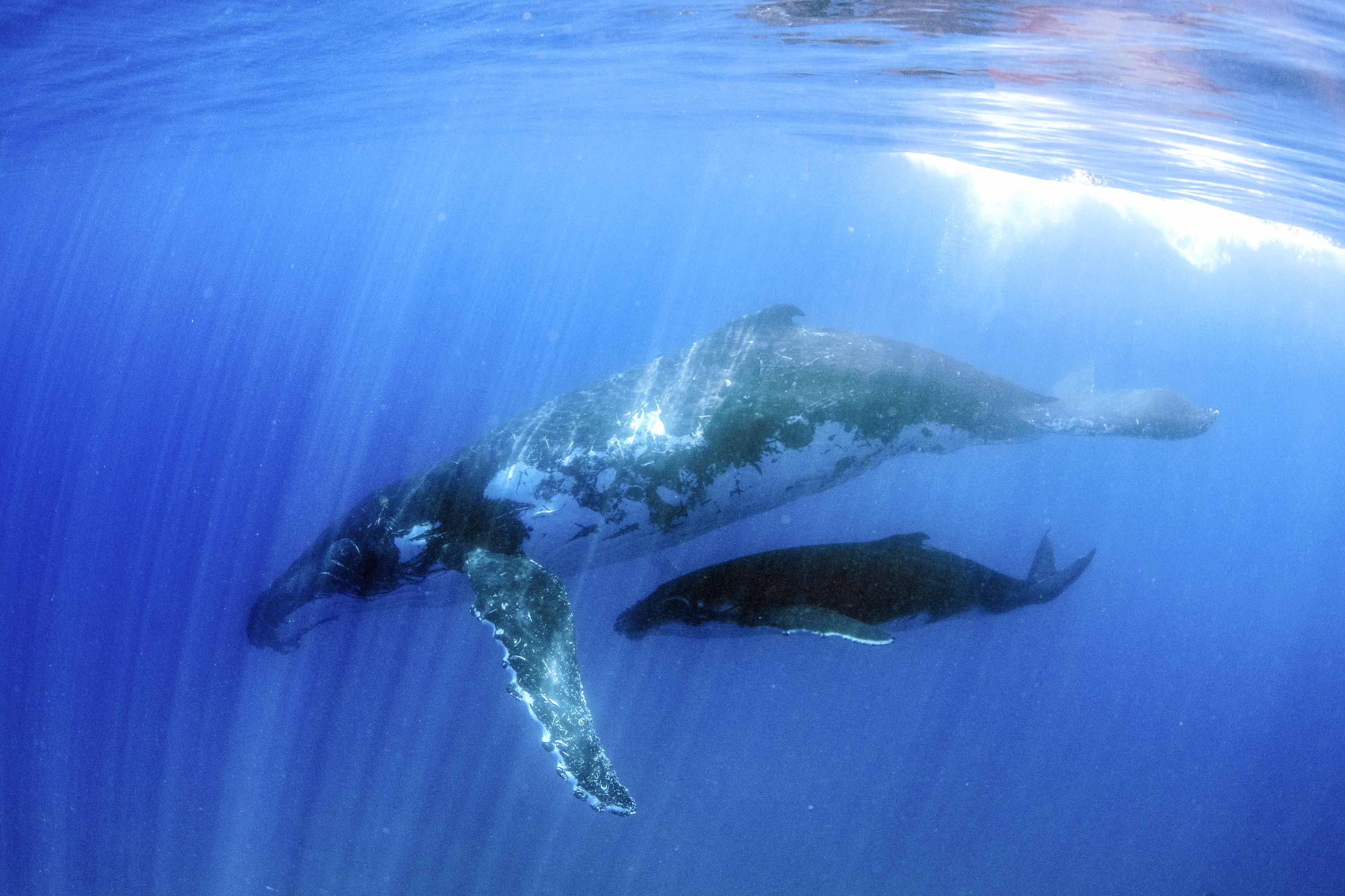 How Tour Operators Are Helping Whale Conservation Efforts | Adventure.com