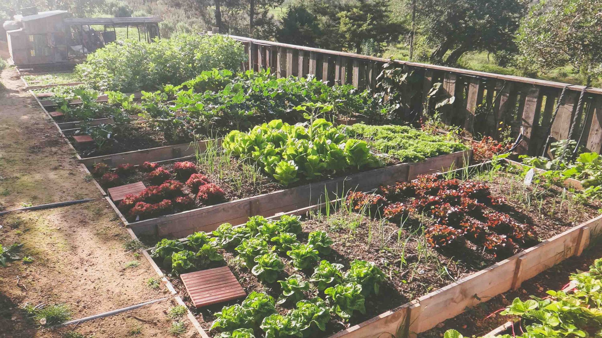 The 14 vegetable gardens at Casita Verde use recycled water.