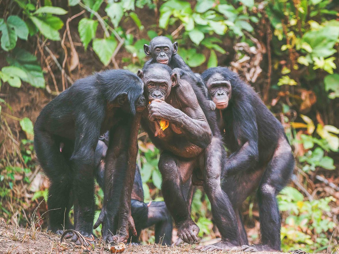 pygmy chimpanzee distributio