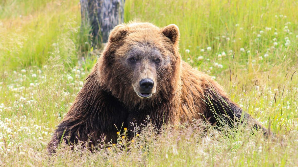 In search of grizzlies with Canada’s bear whisperer