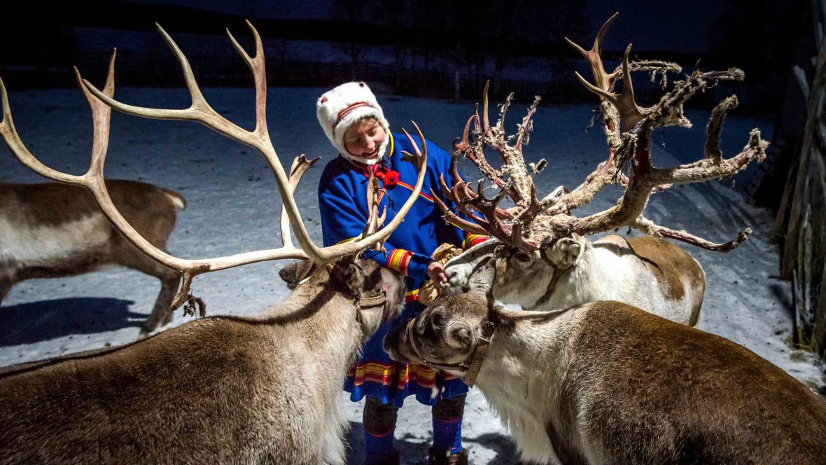 Reindeer at Nutti Sámi Siida, a company which organizes experiences that bring travelers closer to reindeer and the Sami culture.