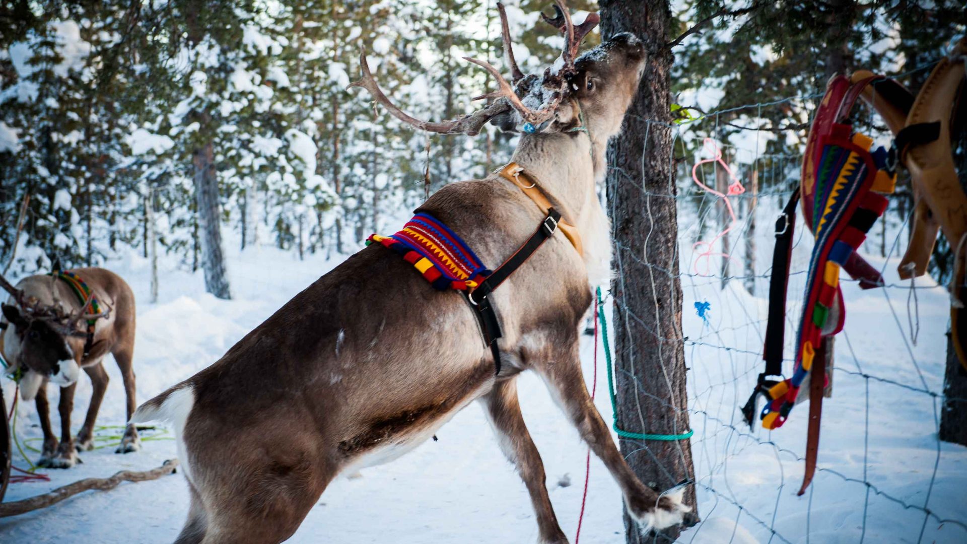 Reindeer at Nutti Sámi Siida, a company which organizes experiences that bring travelers closer to reindeer and the Sami culture.