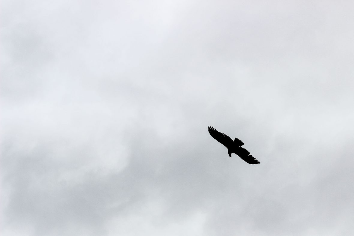 A condor flies high above the river Santa Cruz.