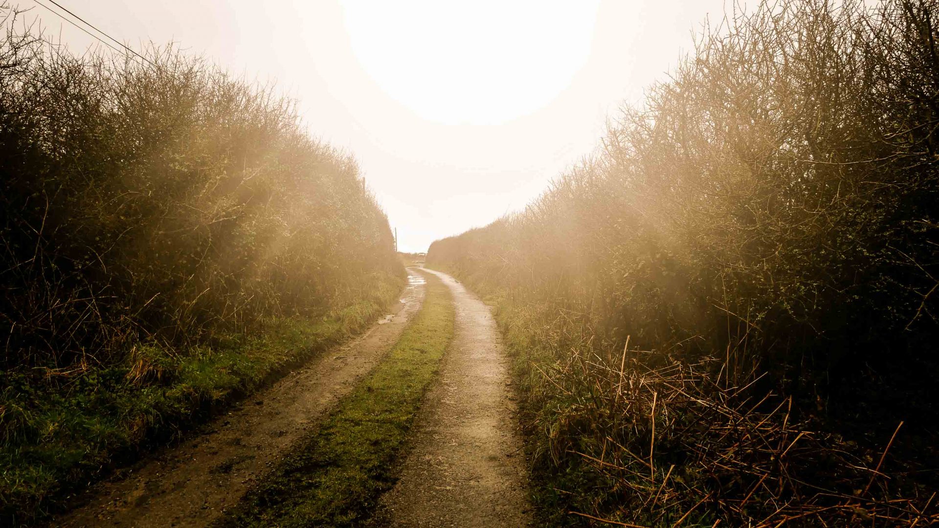 A country lane bathed with light in Cornwall.