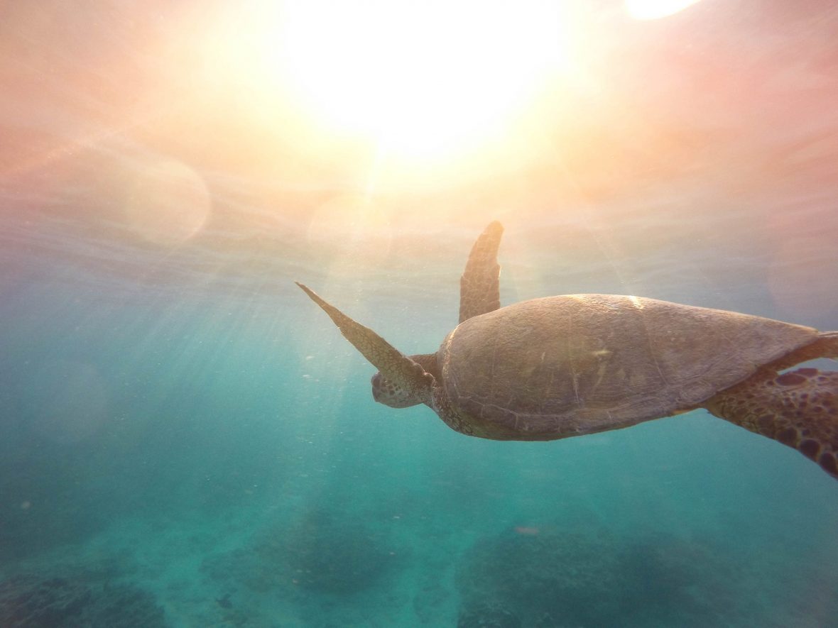 The sun pierces the water, lighting up this turtle, a lucky find for a snorkeler.