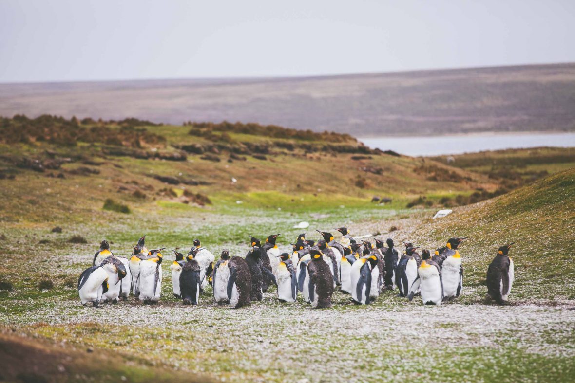 Penguins on the Falkland Islands.